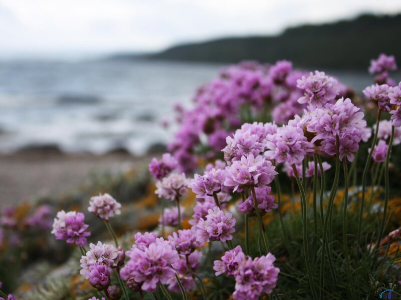 Purple Flowers by Sea — Serene, Afternoon, Photograph