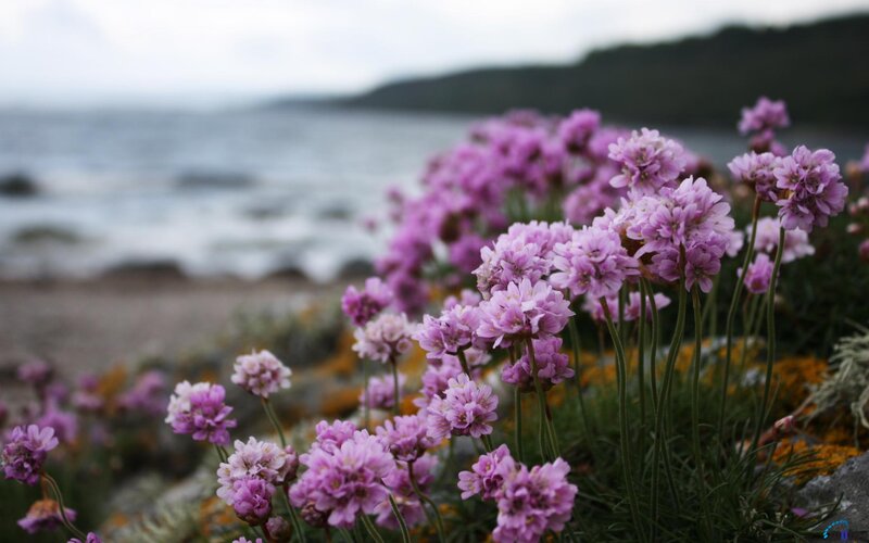 Purple Flowers by Sea — Serene, Afternoon
