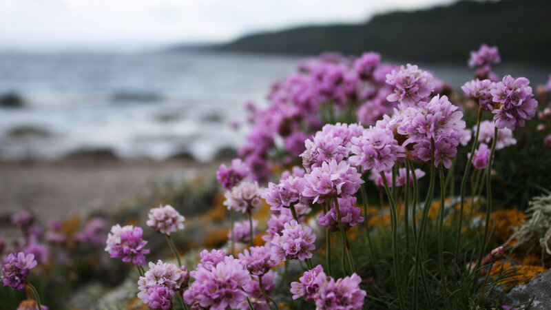 Purple Flowers by Sea — Serene