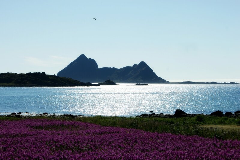 Purple Flowers by Sea
