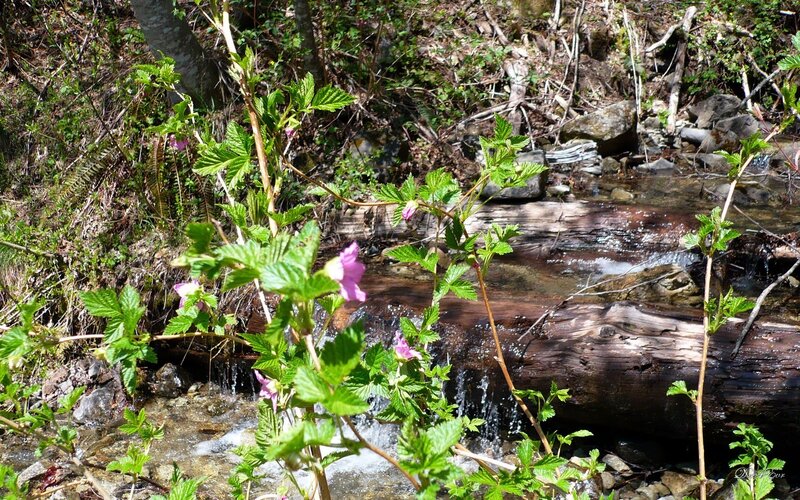 Purple Flowers by Stream — Green, Serene