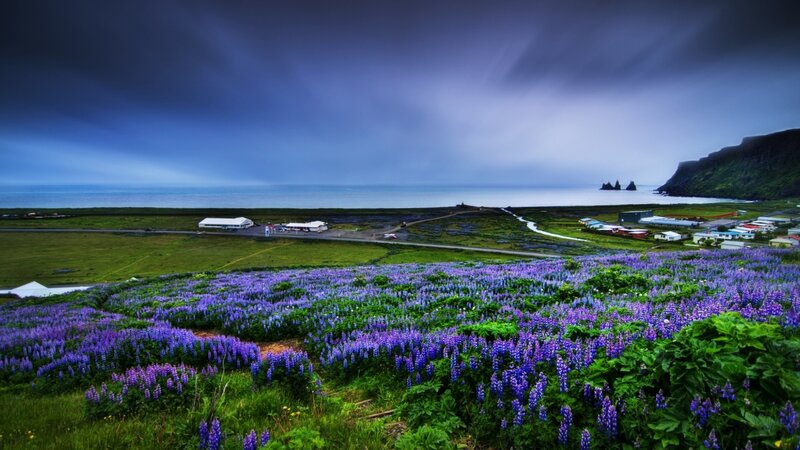 Purple flowers by the coast