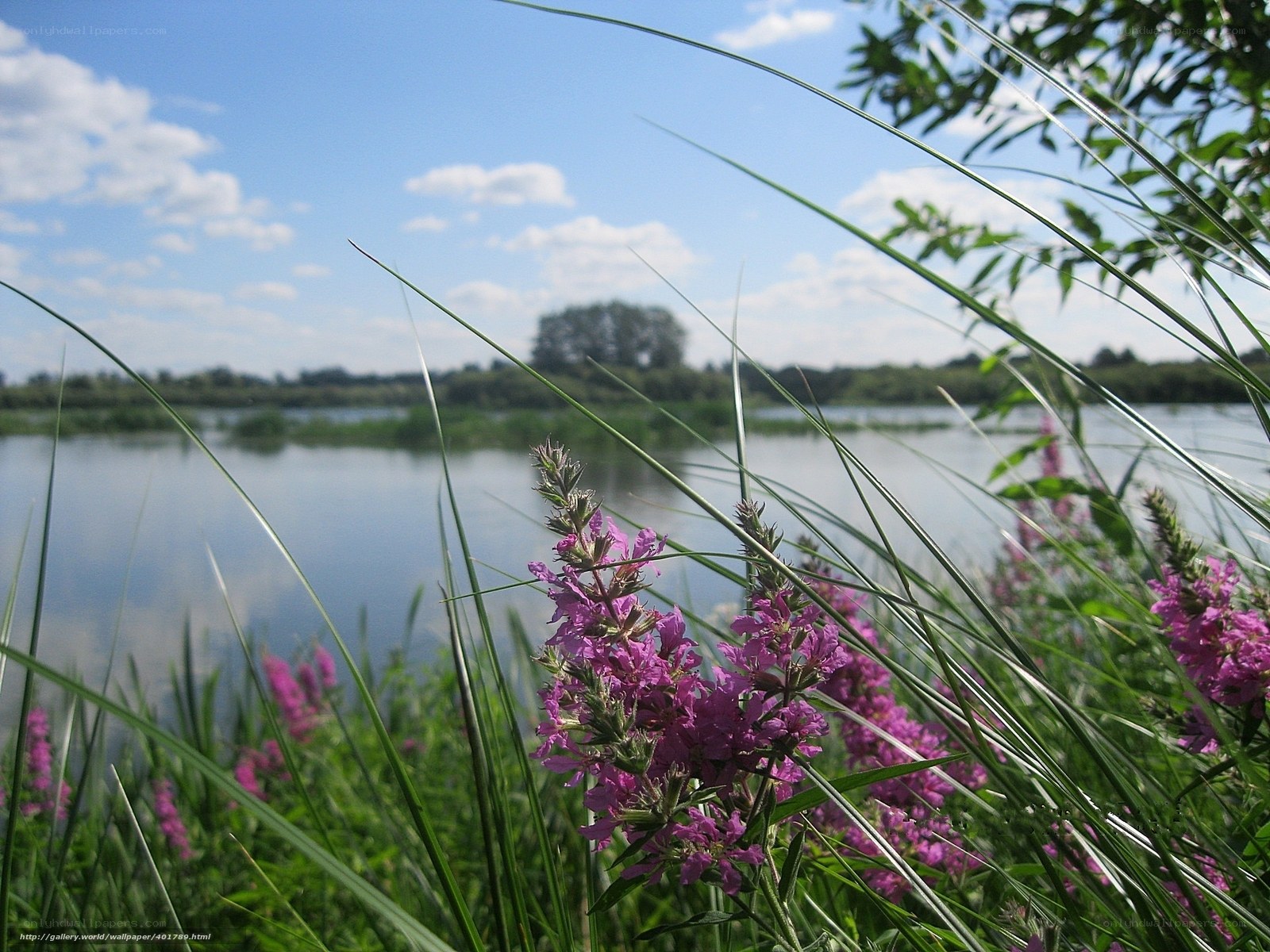 Purple flowers by the lake