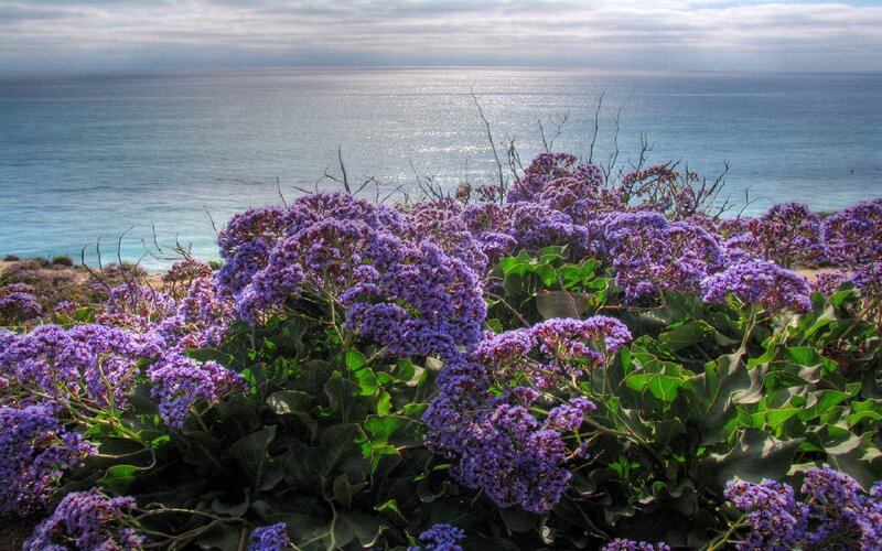 Purple flowers by the ocean