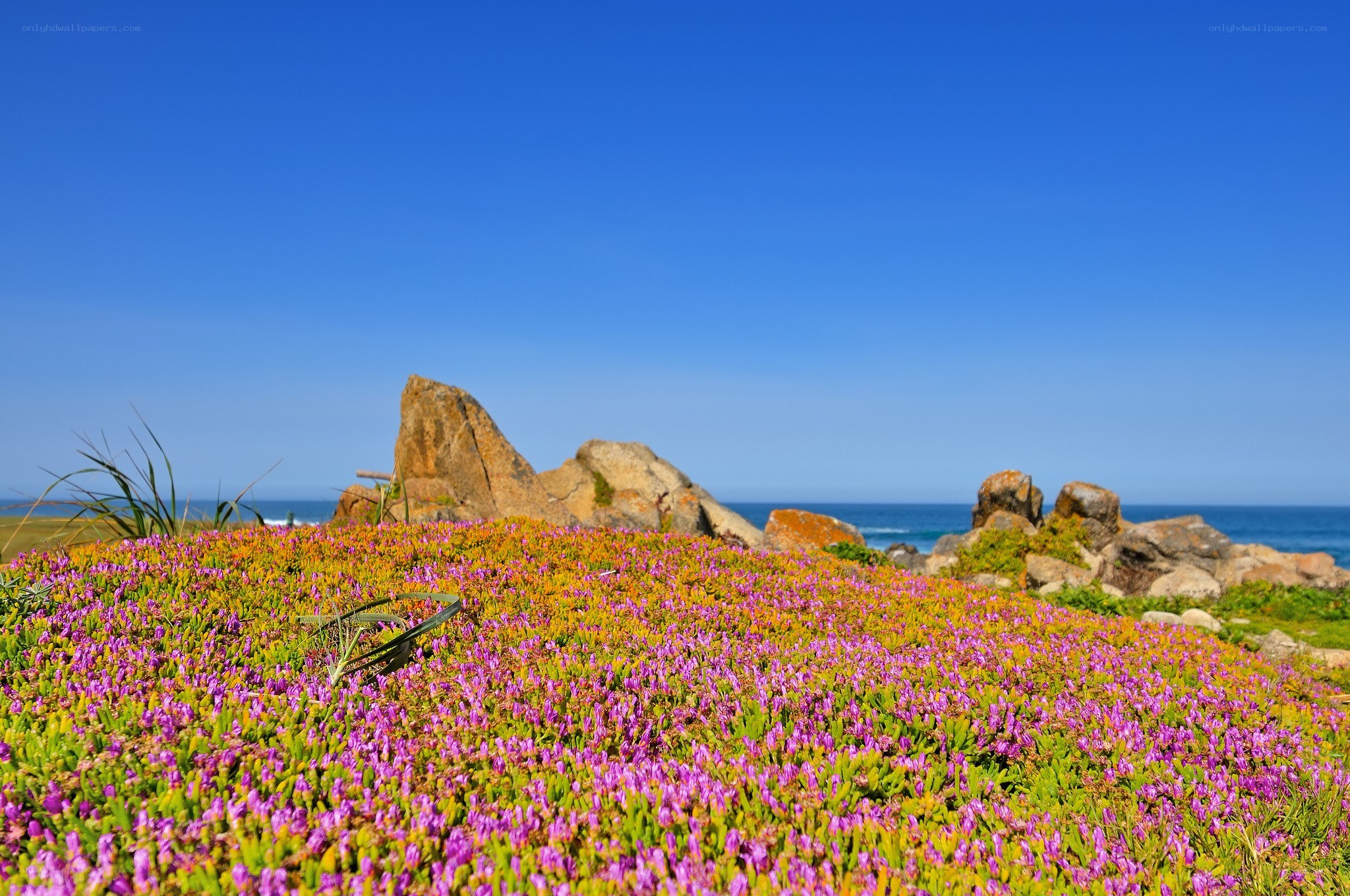 Purple flowers by the ocean