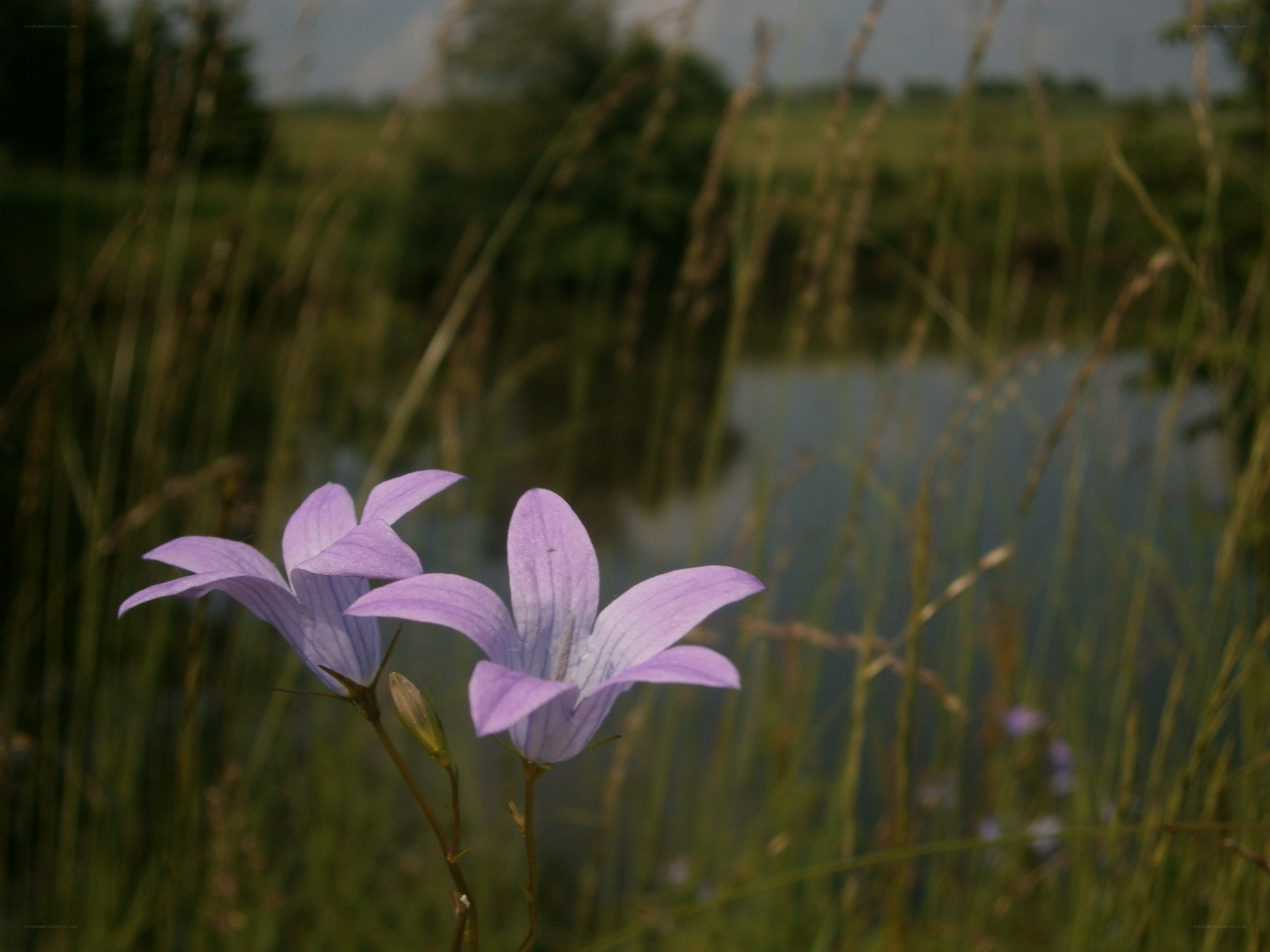 Purple flowers by the pond