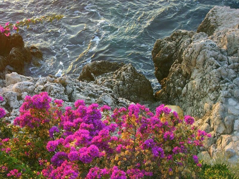 Purple flowers by the rocky coast