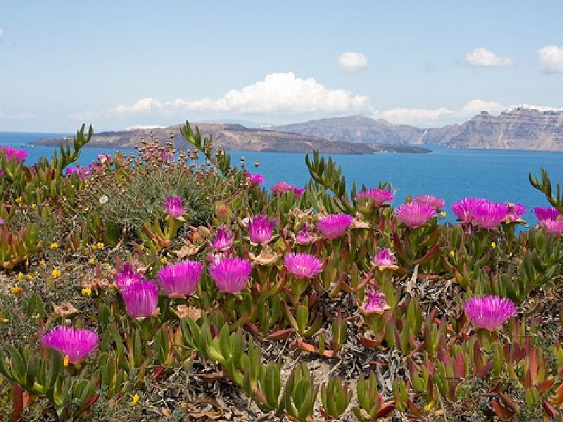 Purple flowers by the sea