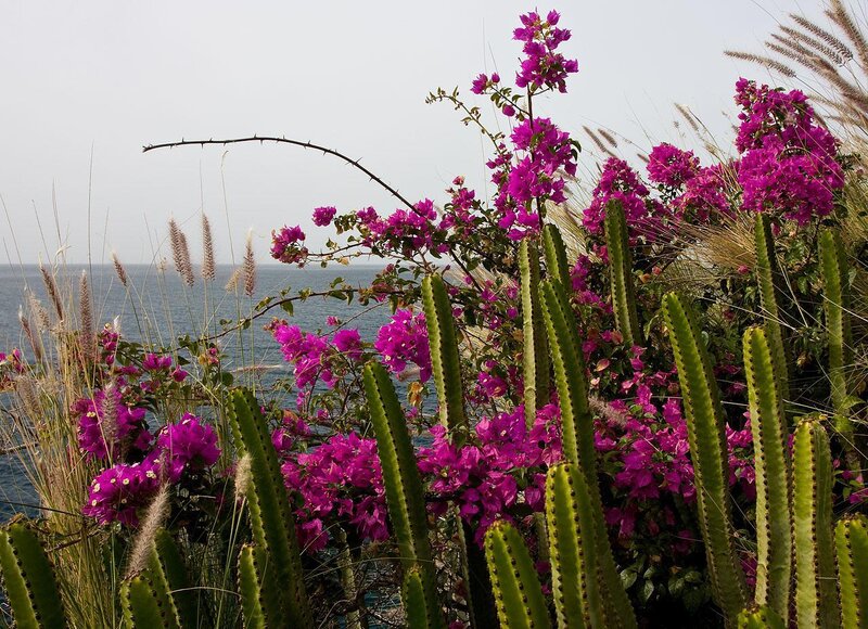 Purple flowers by the sea