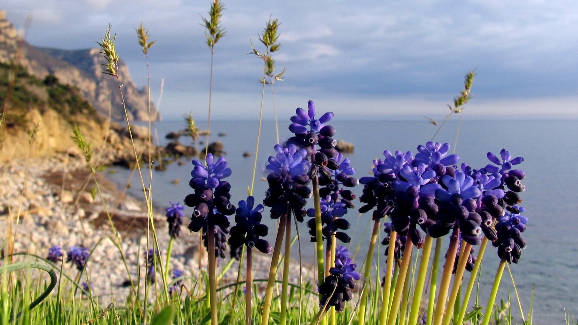 Purple flowers by the sea