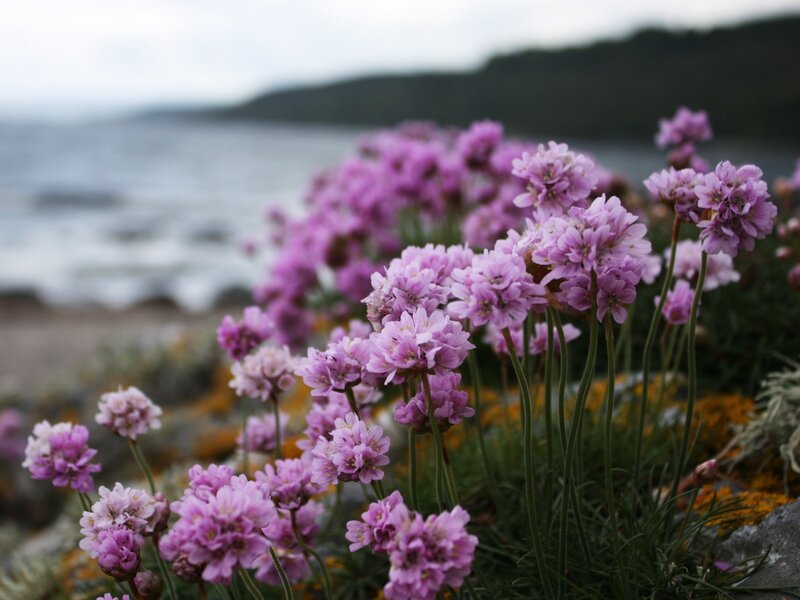 Purple flowers by the sea