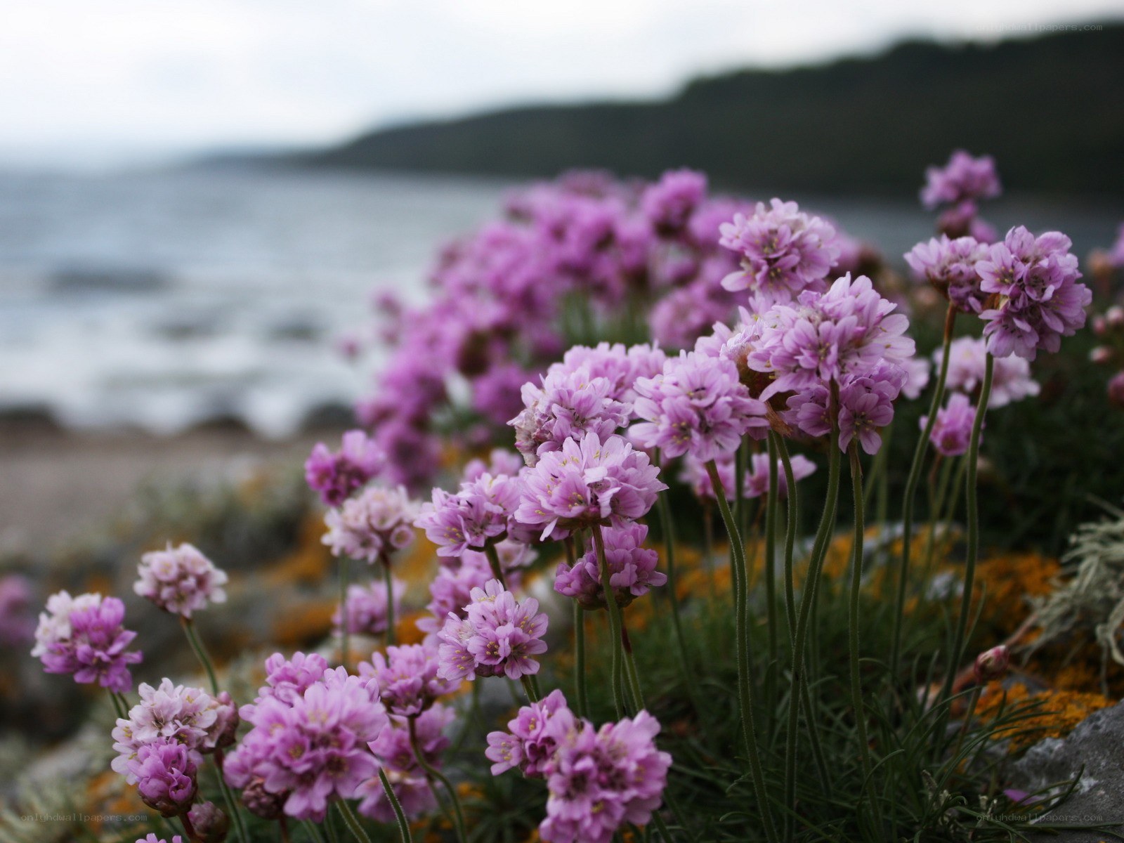 Purple flowers by the sea