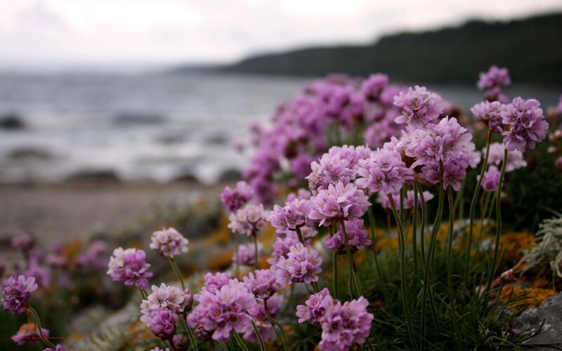 purple flowers by the sea