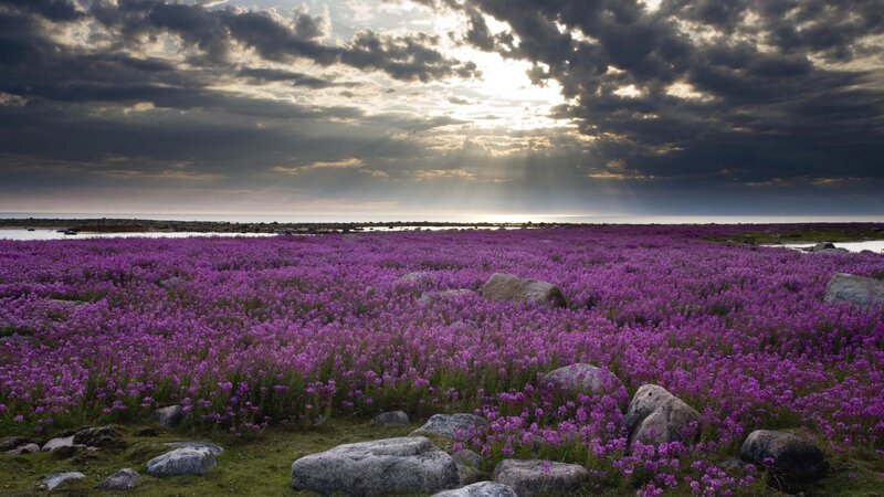 Purple flowers by the sea