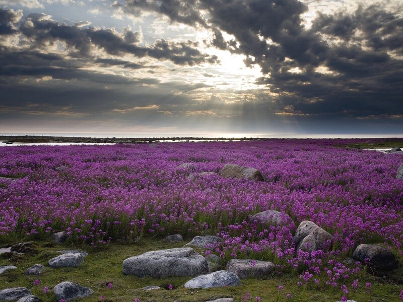 Purple flowers by the sea