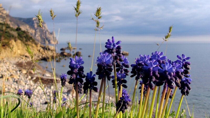 Purple Flowers by the Sea — Blue, Serene
