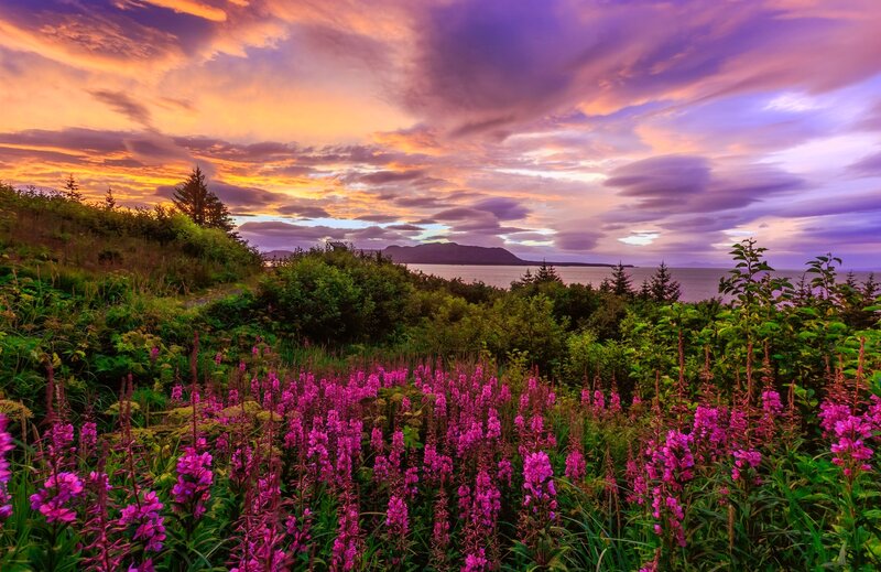 Purple Flowers by the Sea — Dramatic, Sunset, Photograph