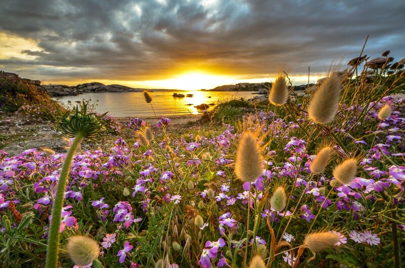Purple Flowers by the Sea — Dramatic, Sunset