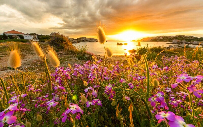 Purple Flowers by the Sea — Serene, Sunset, Photograph