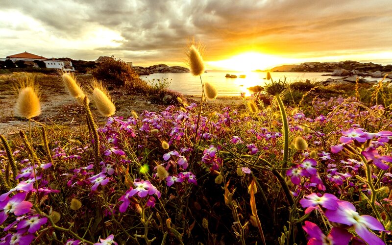 Purple Flowers by the Sea — Serene, Sunset