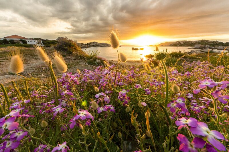 Purple Flowers by the Sea — Serene