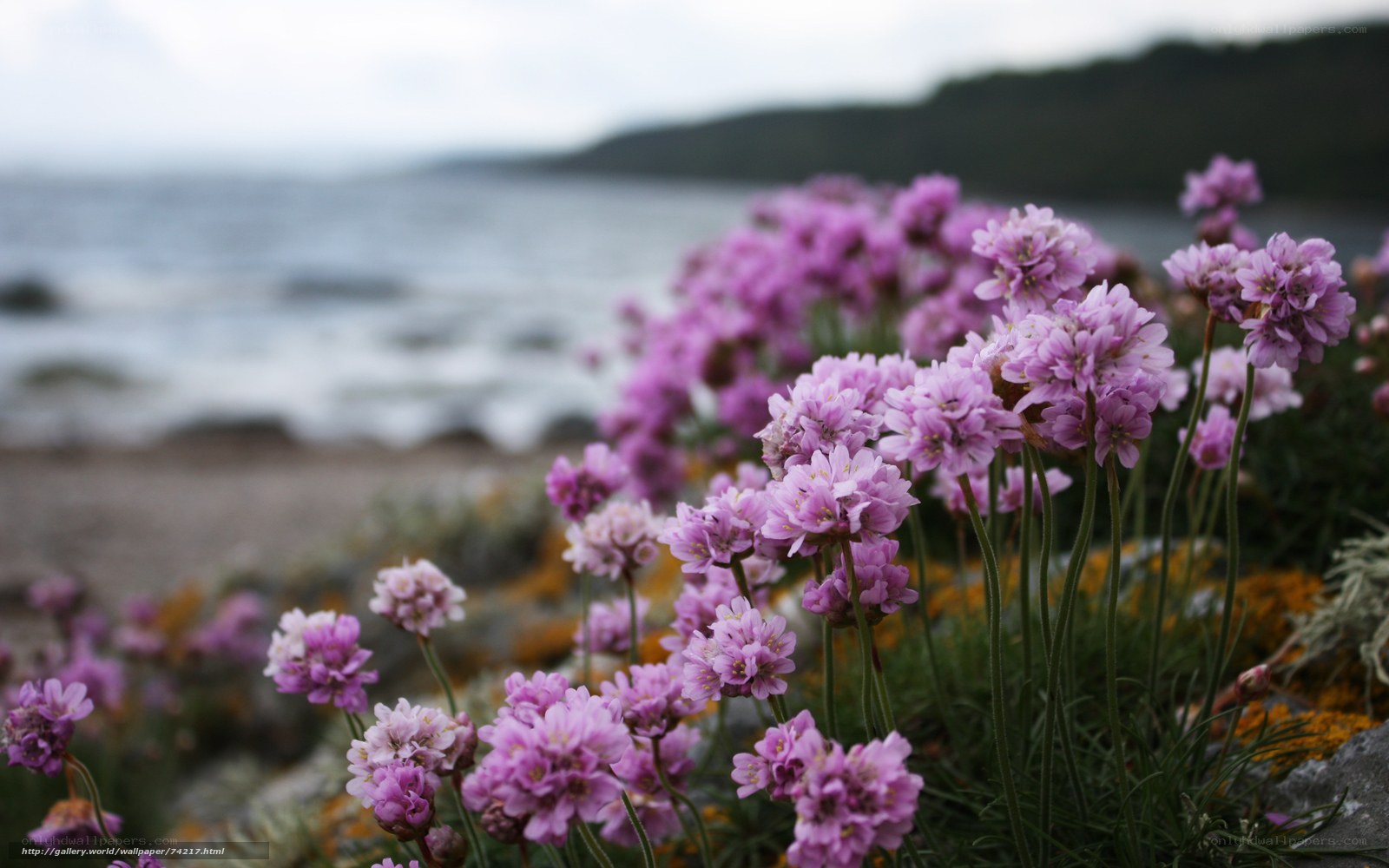 Purple flowers by the sea