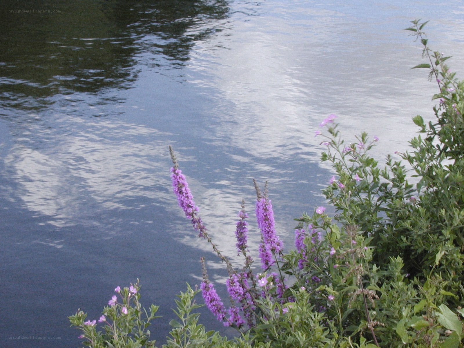 purple flowers by the water