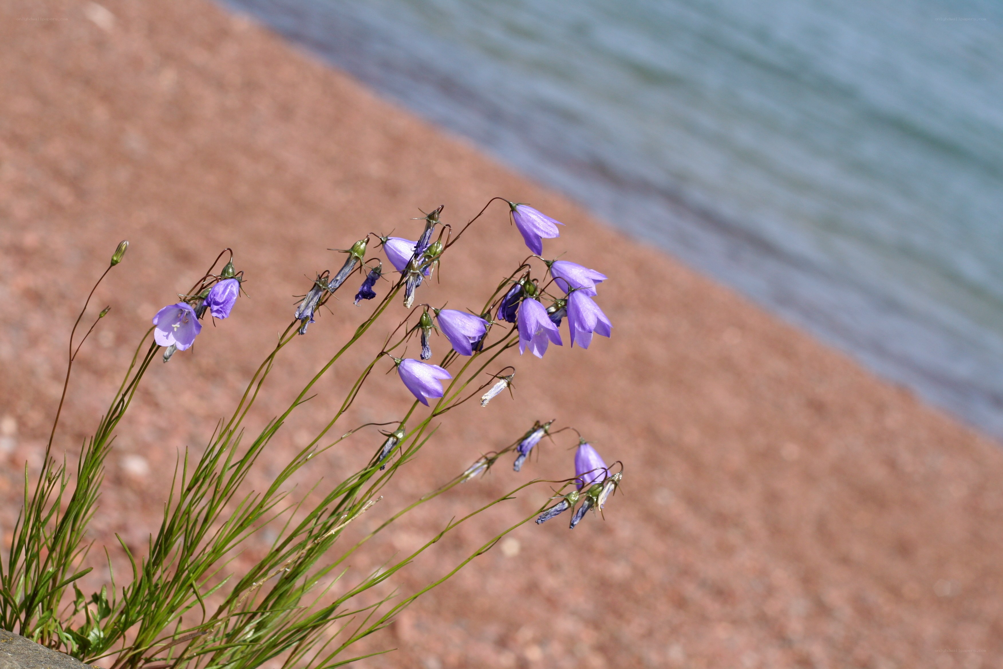Purple flowers by the water