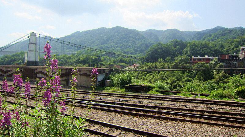 Purple Flowers by Train Tracks — Green