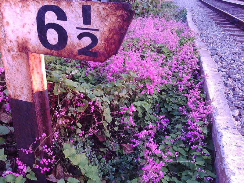 Purple Flowers by Train Tracks