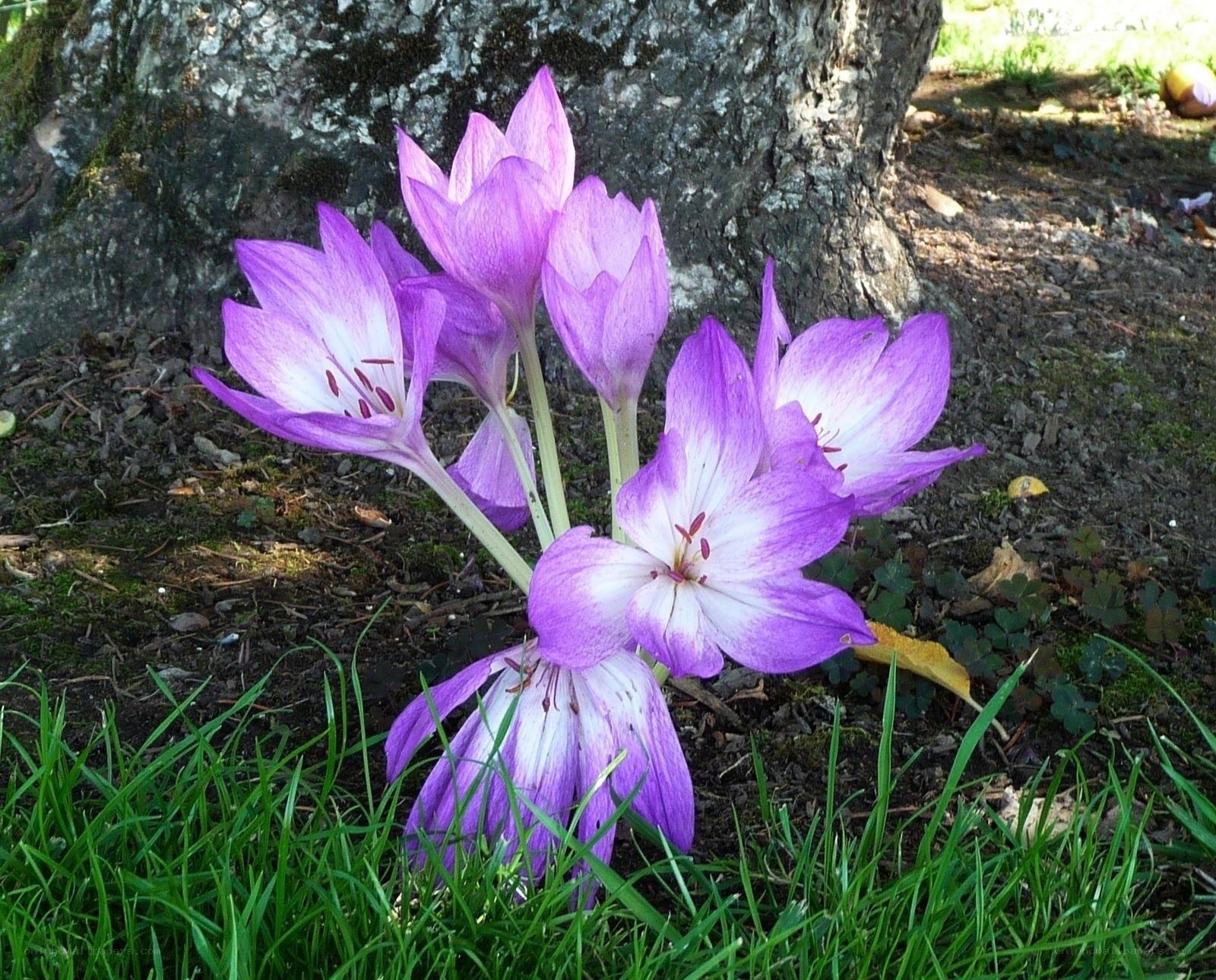 purple flowers by tree trunk