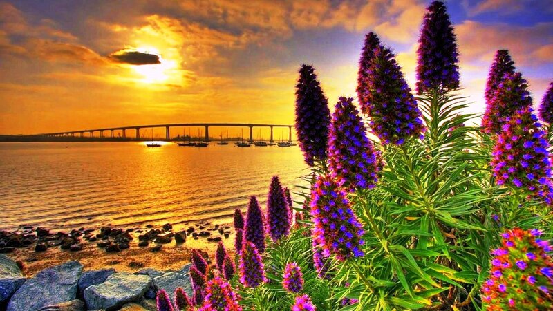 Purple Flowers by Water — Dramatic, Sunset, Photograph, Bridge