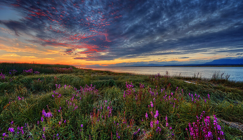 Purple Flowers by Water — Dramatic, Sunset, Photograph, Sky, Grass