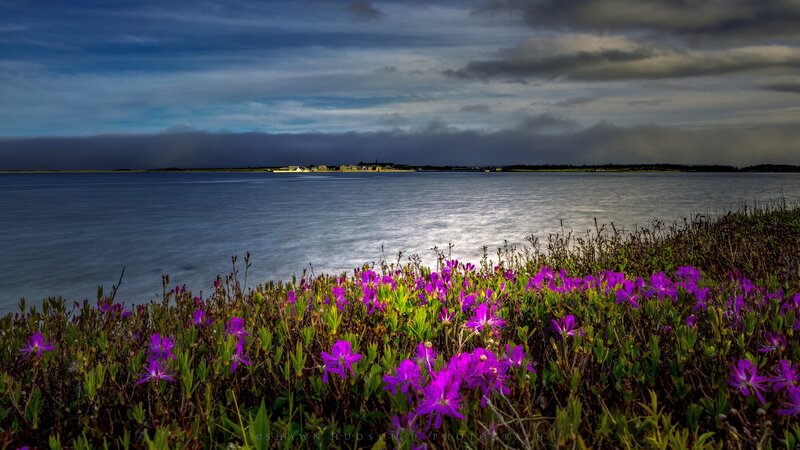 Purple Flowers by Water — Dramatic, Sunset, Photograph, Sky