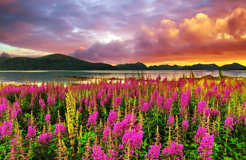 Purple Flowers by Water — Dramatic, Sunset, Photograph
