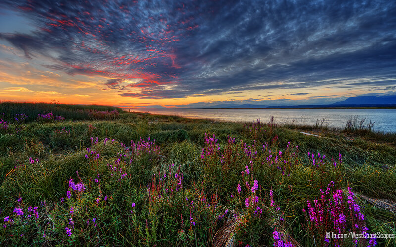 Purple Flowers by Water — Dramatic, Sunset