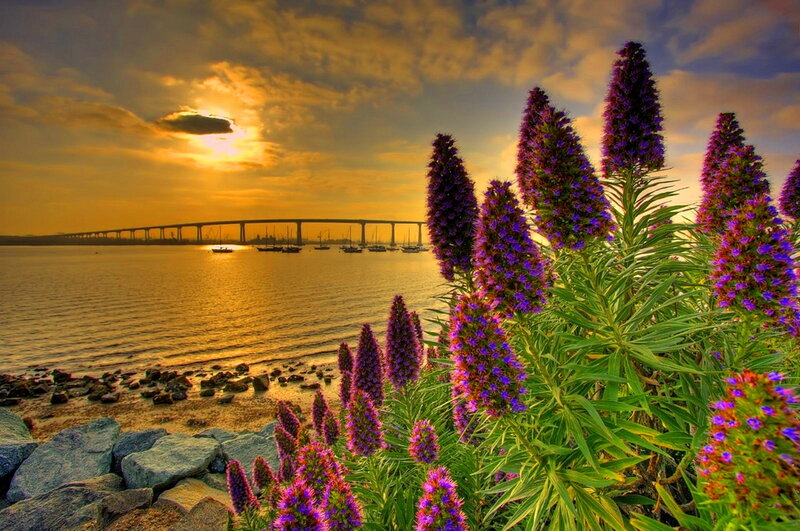 Purple Flowers by Water — Dramatic