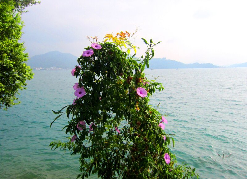 Purple Flowers by Water — Green