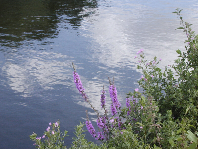Purple Flowers by Water — Serene, Afternoon