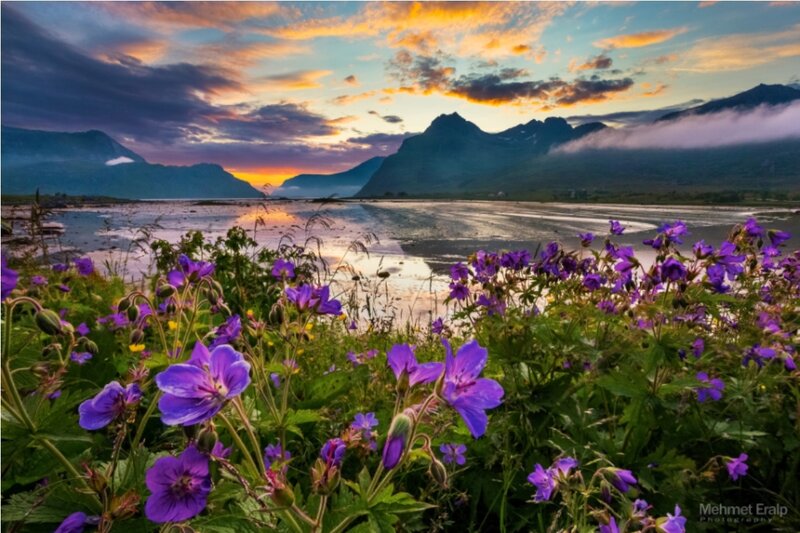 Purple Flowers by Water — Serene, Sunset, Photograph, Mountains, Sky