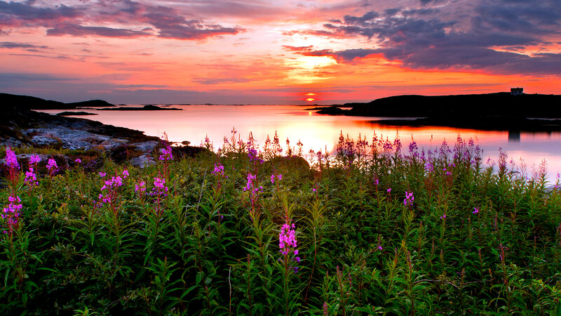 Purple Flowers by Water — Serene, Sunset
