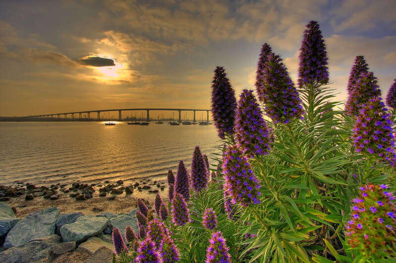 Purple Flowers by Water — Serene