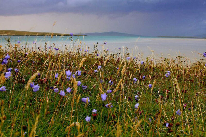 Purple Flowers by Water