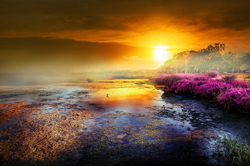 Purple Flowers by Water — Yellow