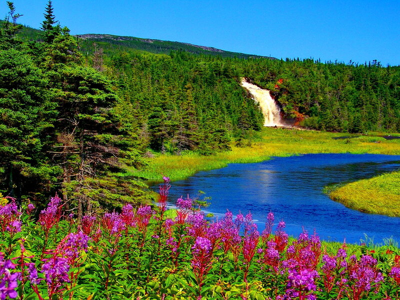 Purple Flowers by Waterfall — Blue