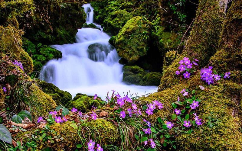Purple Flowers by Waterfall — Green, Serene, Spring
