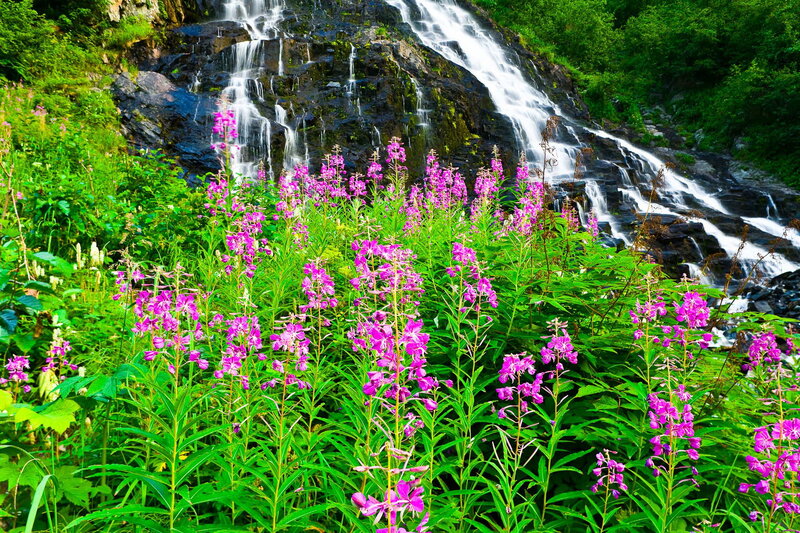 Purple Flowers by Waterfall — Green, Serene, Summer