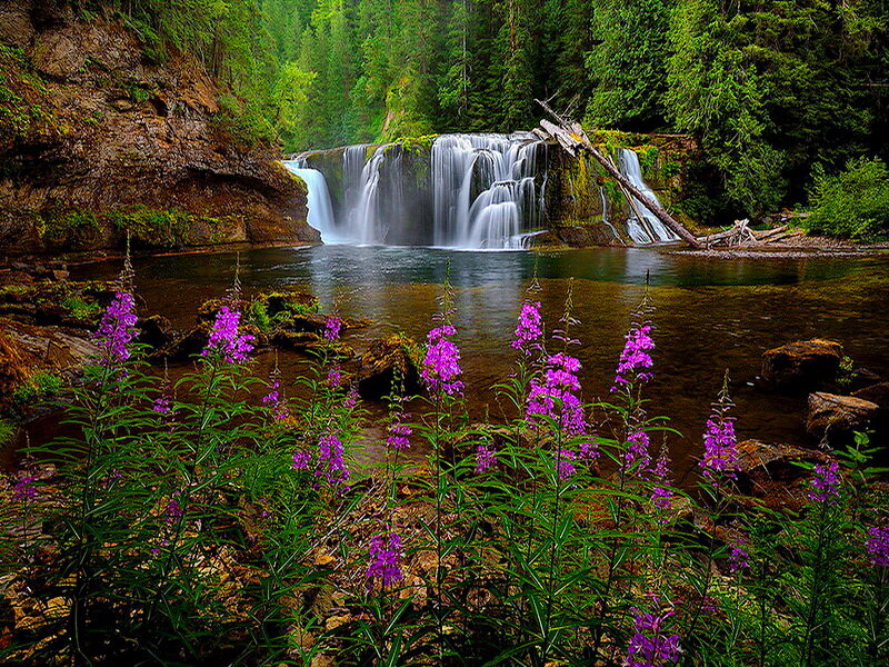Purple Flowers by Waterfall — Green, Serene