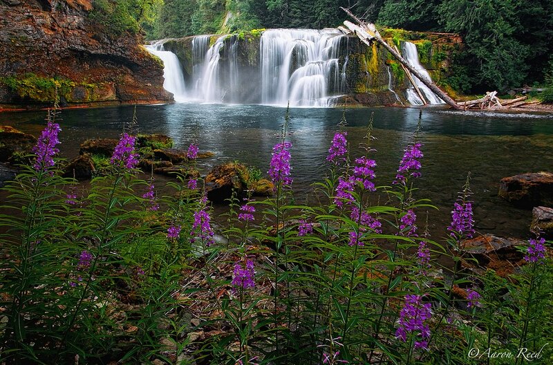 Purple Flowers by Waterfall — Green