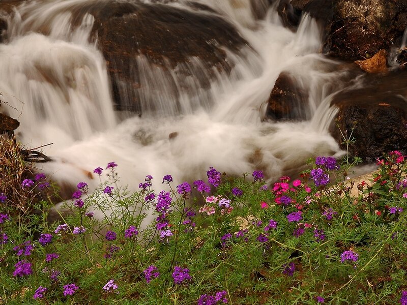 Purple Flowers by Waterfall — Serene